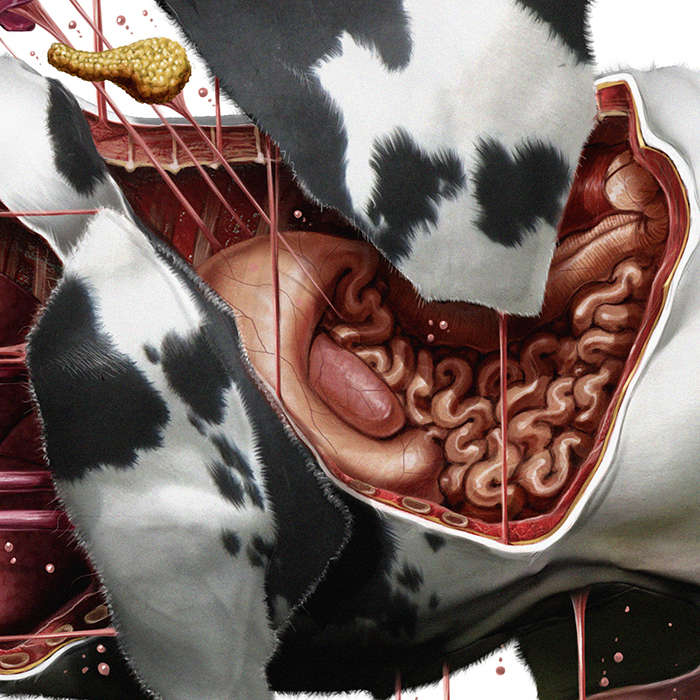 Infographic Anatomie van een koe 