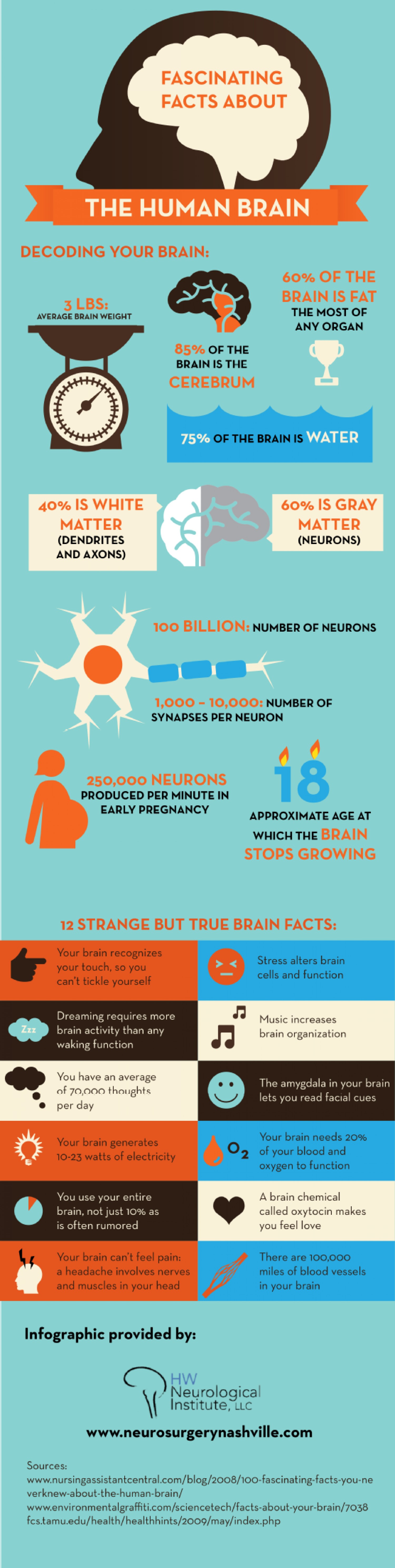 Infographic Fascinerende feiten over het menselijk brein 