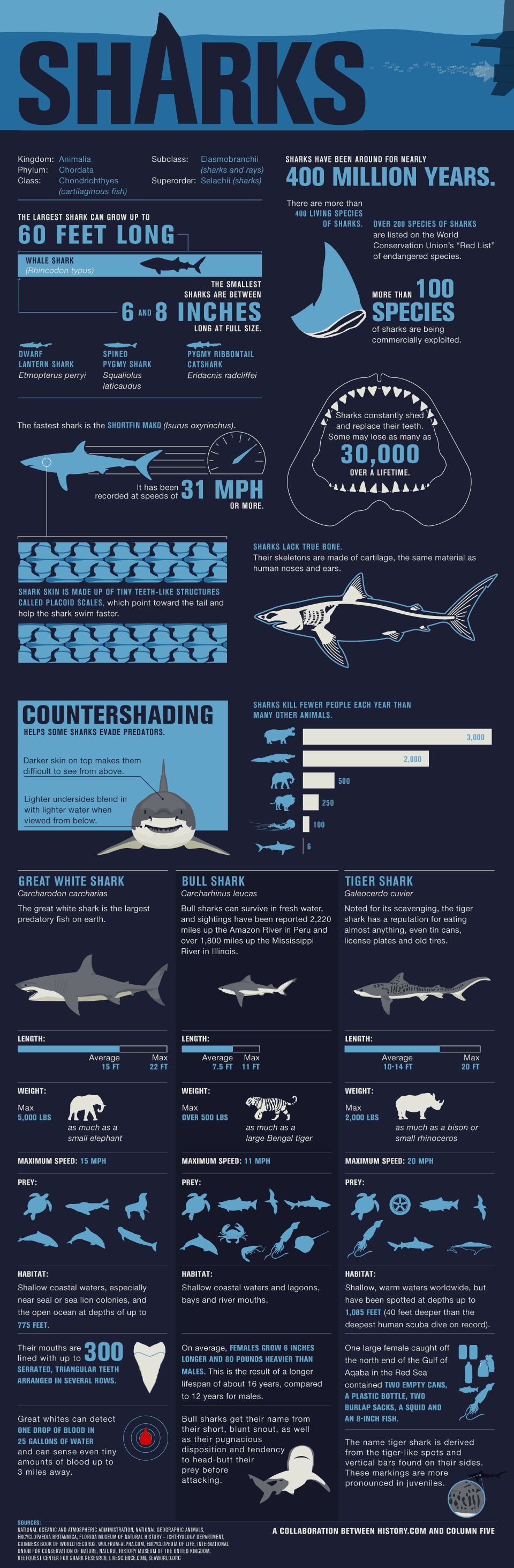Infographic Haaien minder gevaarlijk dan gedacht 
