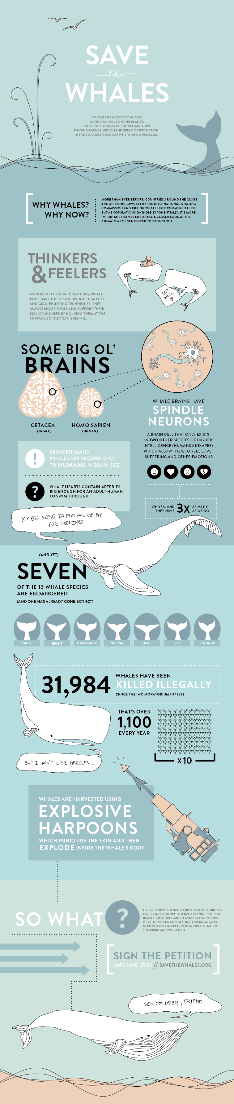 Infographic Red de dieren: Walvissen 