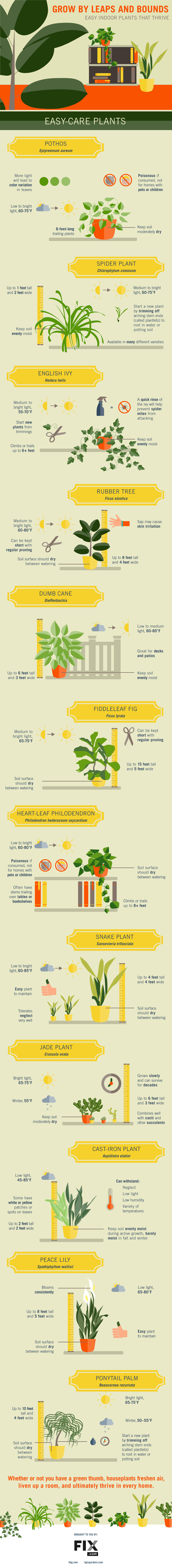 Infographic Planten die makkelijk binnen gedijen 