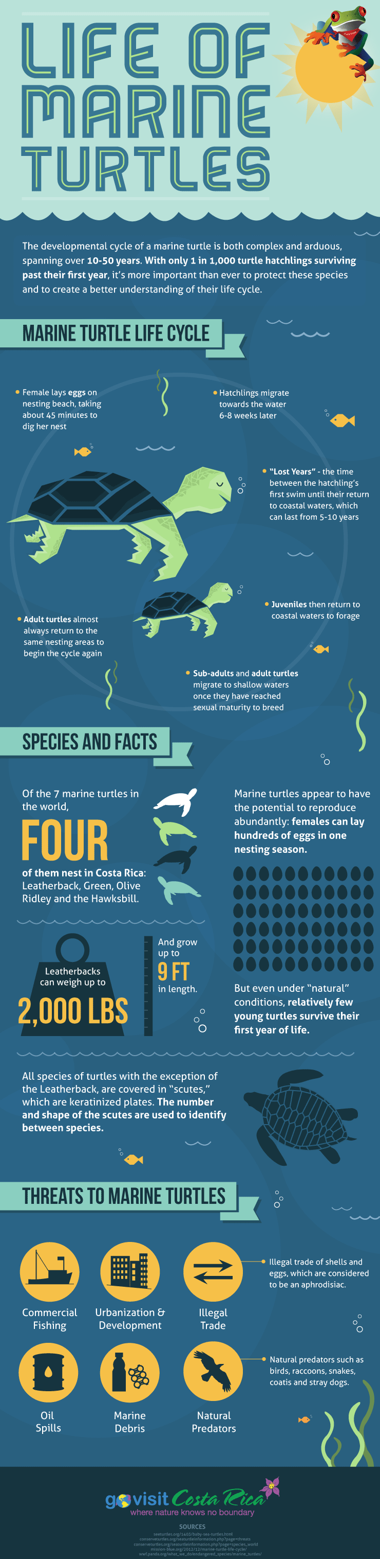 Infographic Life of marine turtles 