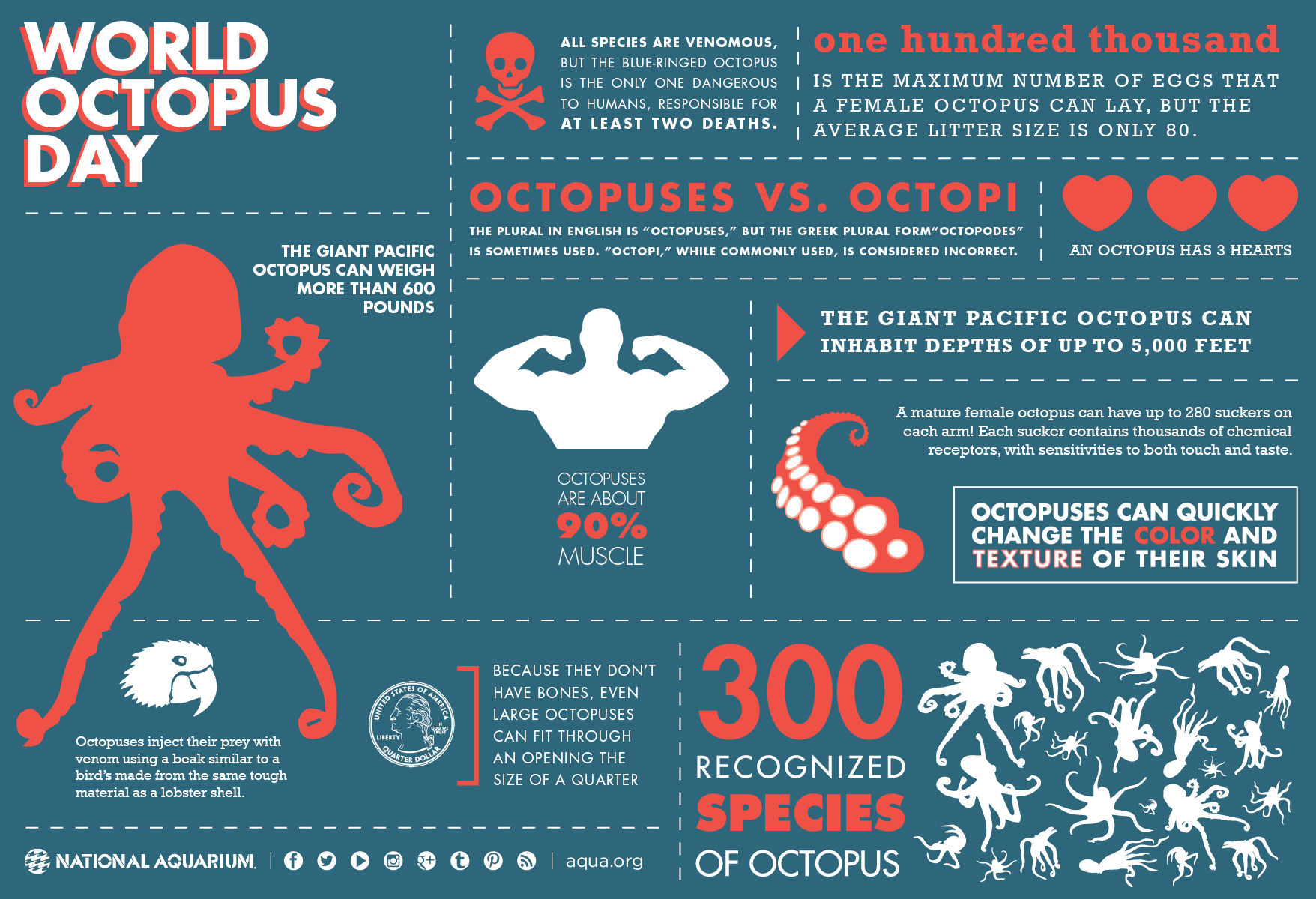 Infographic Wereld octopus dag, de dag voor de octopussen 