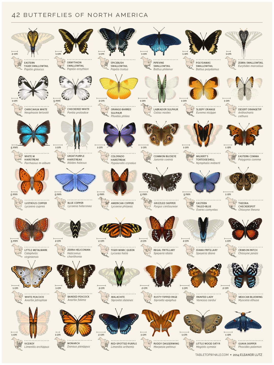 42 verschillende vlinder soorten
