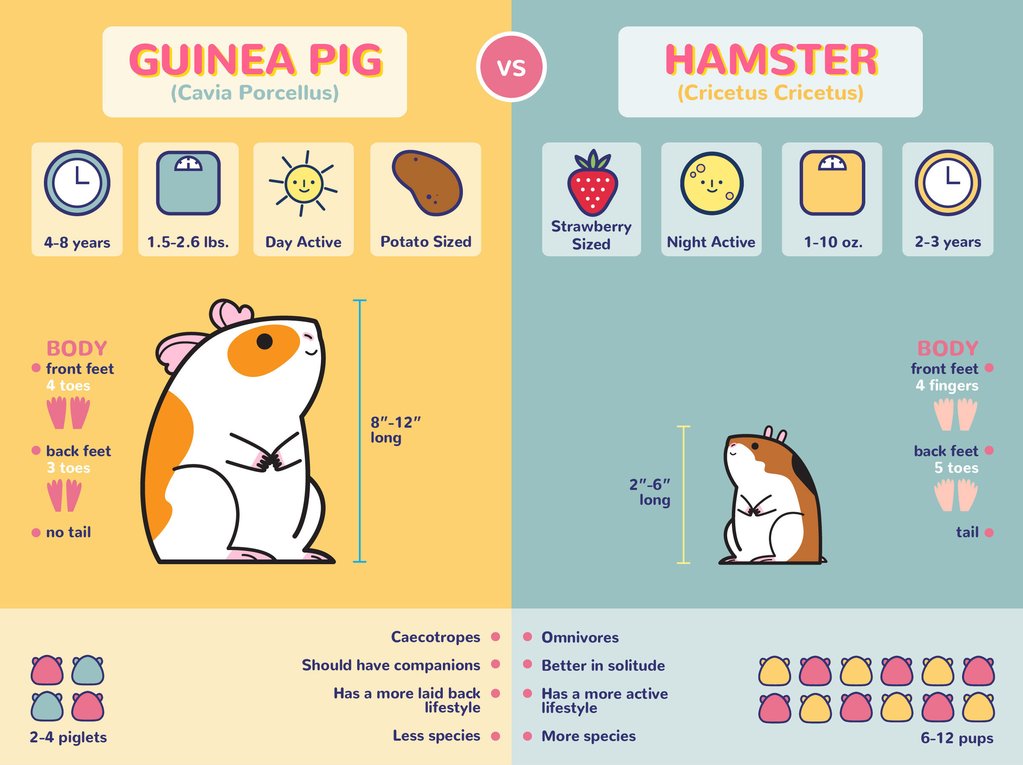 elektrode Pasen zitten Verschillen tussen hamsters en cavia's - Cool Infographics