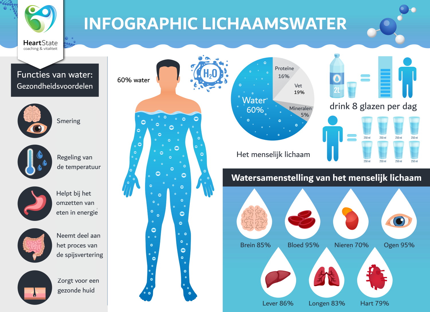 Lichaamswater infographic