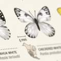 verschillende vlinder soorten