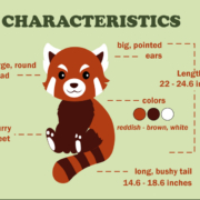 De rode panda: in gevaar van uitsterven